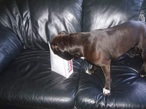 Staffordshire bull terrier Deca - Hvem råbte *Guffer* billede 9