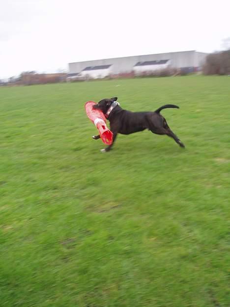 Staffordshire bull terrier Deca - Ahh fuld fart på i parken, der røg vist lige en afspæring, Deca syntes stod i vejen...smiler billede 10