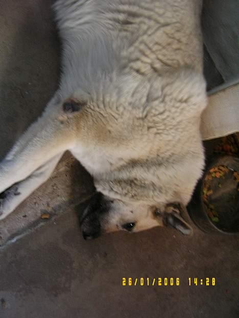 Blanding af racer Smut billede 5