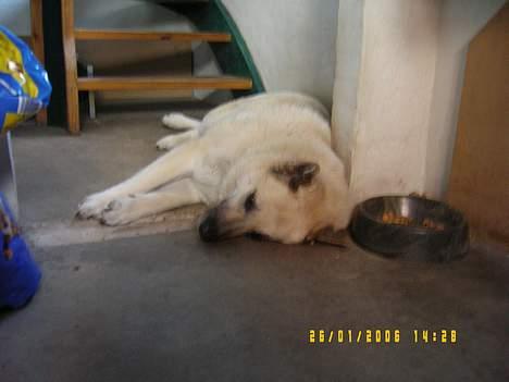 Blanding af racer Smut billede 6