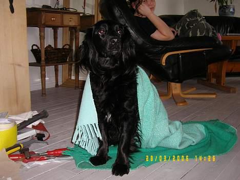 Blanding af racer Smut billede 7