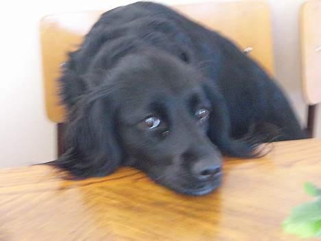 Blanding af racer Smut - smut.. billede 8