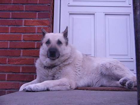 Blanding af racer Smut billede 9