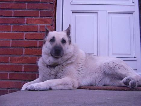 Blanding af racer Smut billede 10