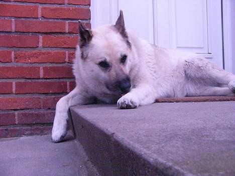 Blanding af racer Smut billede 11