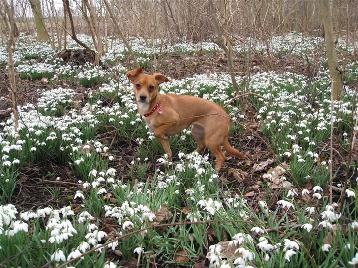 Blanding af racer Luna - Luna 2008 billede 1