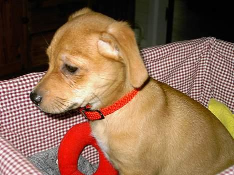 Blanding af racer Luna - Jeg synes verden er stor udenfor kurven billede 2