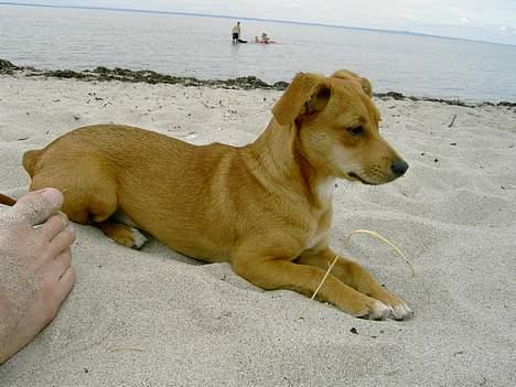 Blanding af racer Luna - Her er jeg ved stranden,jeg ligger og soler mig..... billede 3