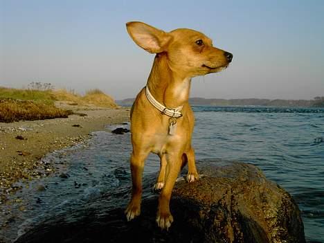 Blanding af racer Luna - Uha der er blæst her på stenen, når man er en lille fis.......... billede 4