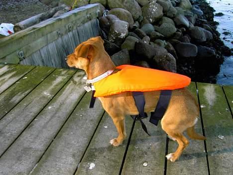 Blanding af racer Luna - Ej kommer far ikke snart,jeg er klar til en dejlig dag på havet.......  billede 5