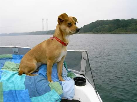 Blanding af racer Luna - Ser lige om jeg kan se nogen fisk......... billede 8