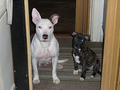 Blanding af racer Gucci R.I.P - Det er Gucci,s Mor billede 2