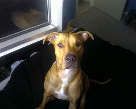 Blanding af racer Gucci R.I.P billede 3