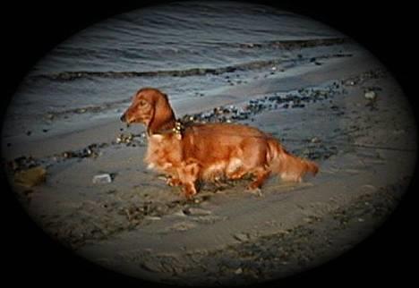 Dværggravhund Pingo R.I.P. - Flotte Pingo! billede 1