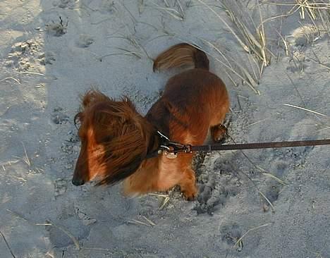 Dværggravhund Pingo R.I.P. - Pingo i blæsevejr! billede 2