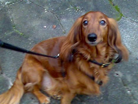 Dværggravhund Pingo R.I.P. - Jeg har fundet ud af, at Pingo ikke helt forstår, at min mobil kan tage billeder, så derfor er han ikke bange for at kameraet skal æde ham, som han ellers plejer at være! billede 3