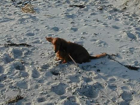 Dværggravhund Pingo R.I.P. - Pingo med flyveører! billede 4