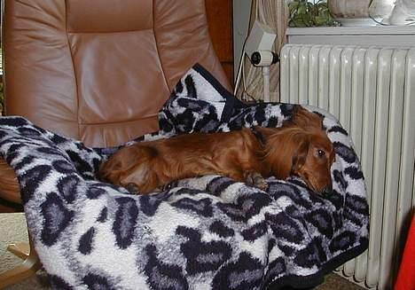 Dværggravhund Pingo R.I.P. - "Aaahhh, her ligger jeg godt!" billede 5