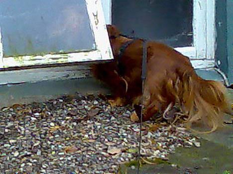Dværggravhund Pingo R.I.P. - "Hallooo, Kitty, er du der?". Pingo elsker katten højt, og skal altid lige se, om den sidder på sin plads under kældervinduet, så han kan hilsen på den. billede 6