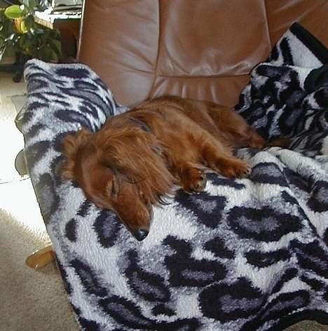 Dværggravhund Pingo R.I.P. - Zzzzzz.... billede 7