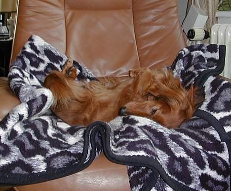 Dværggravhund Pingo R.I.P. - Livet er hårdt! billede 8