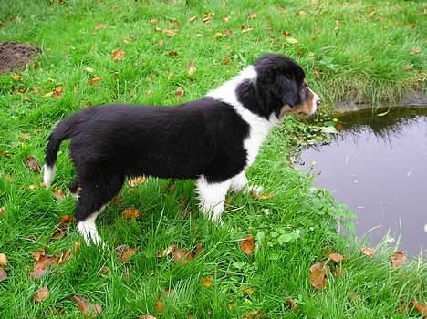 Border collie Baloo - hold da op, vi har vores egen helt private svømmepøl, men jeg tør ikke gå derned endnu... billede 11