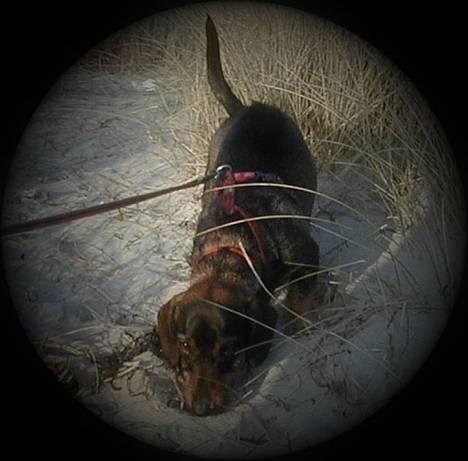 Gravhund Puk - Puk har altid snuden i alting, og er altid ude på narrestreger!! billede 1