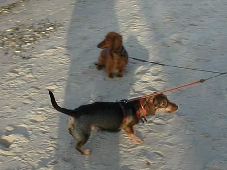 Gravhund Puk - "Nej, mor jeg vil ikke med hjem, jeg har det ligeså sjovt!!" billede 2