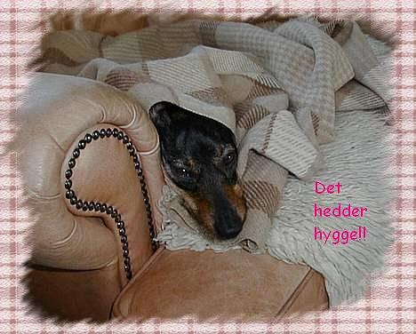 Gravhund Puk - Puk på sin faste plads i sofaen under sit tæppe! (Mange tak til Emilie U). billede 3