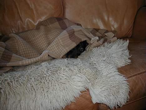 Gravhund Puk - "Tit tit!"!!! billede 4