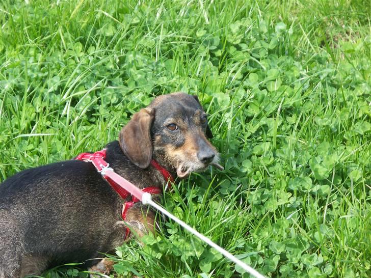 Gravhund Puk - Puk har fanget en stor, lækker stålorm! Endelig er det sæson igen efter en lang og kedelig vinter! Nyt d. 30/4-2010 billede 5