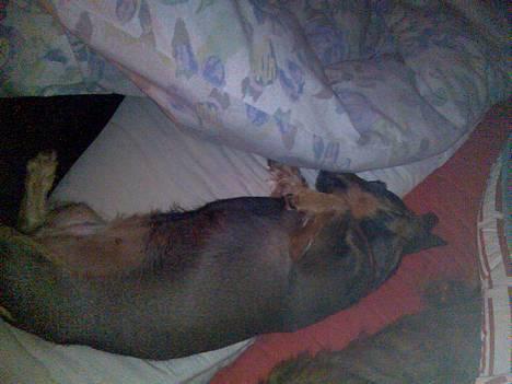 Gravhund Puk - Aahhh, sådan skal en gravhund have det! ;o) billede 6