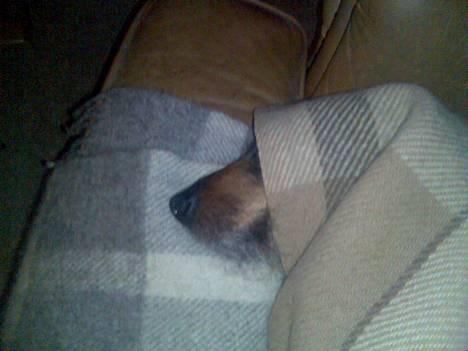 Gravhund Puk - Hun ligner nærmest en munk her! *G* billede 7