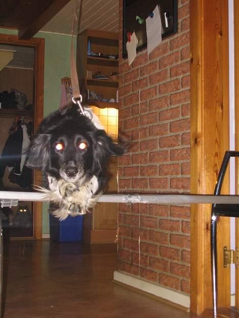 Blanding af racer Perle - gav vi et liv ! - velkommen til Perle´s profil.. billede 1