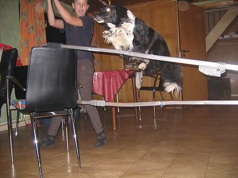 Blanding af racer Perle - gav vi et liv ! - jeg sagde jo hun kunne springe høøøjt ! billede 2