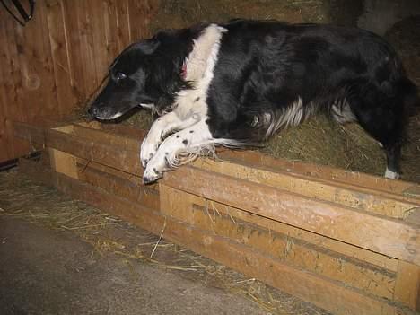 Blanding af racer Perle - gav vi et liv ! - arr ikk så højt men men.. billede 3