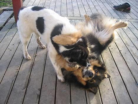 Finsk lapphund Lapinlempi Aamuntuike - hun får da også lov til alt...................... billede 17