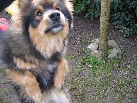 Finsk lapphund Lapinlempi Aamuntuike - seee, jeg kan jo godt springe........... billede 18