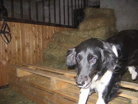 Blanding af racer Perle - gav vi et liv ! - juhuuu her jeg kommer jeg hurtigst over til mor !! billede 4