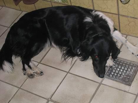 Blanding af racer Perle - gav vi et liv ! billede 5