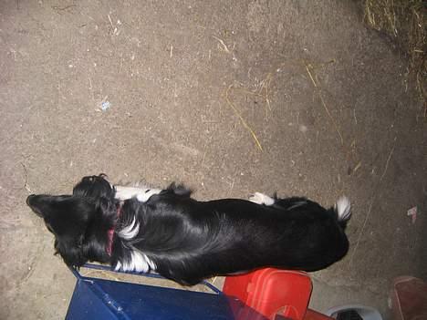 Blanding af racer Perle - gav vi et liv ! billede 6