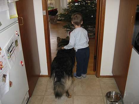 Finsk lapphund Lapinlempi Aamuntuike - tror du julemanden har været der???? billede 20