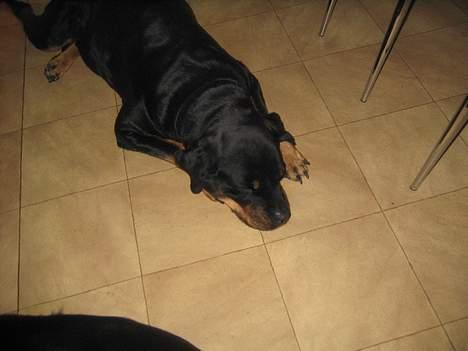 Rottweiler Zenta billede 5