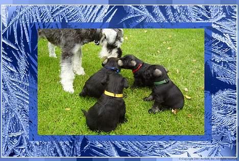 Dvaergschnauzer Skipper - Skipper er meget glad fo sine hvalpe billede 5