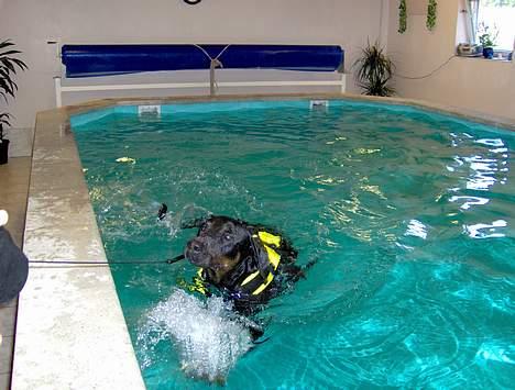 Dobermann Max - Far - hjælp mig! Hurtig! billede 14