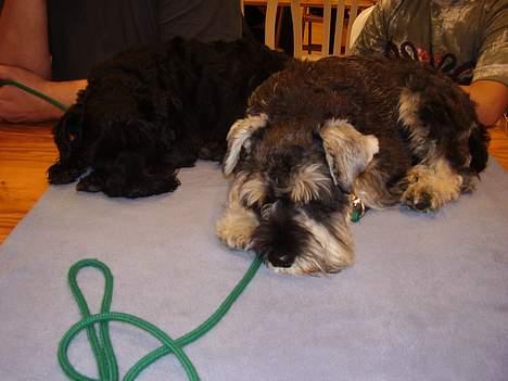 Dvaergschnauzer Skipper - Hårdt at være på udstilling billede 6