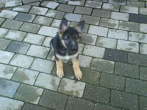 Schæferhund Kenzo billede 8