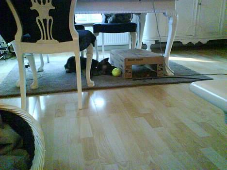 Schæferhund Kenzo billede 9