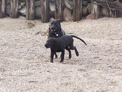 Labrador retriever Nicki - Nicki og Bella i fulde firspring .. billede 7