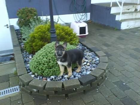 Schæferhund Kenzo billede 11
